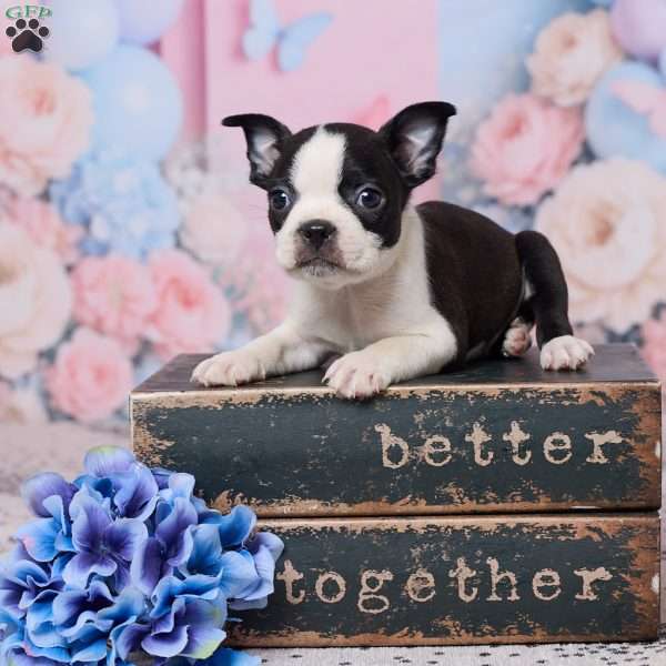 Joe, Boston Terrier Puppy